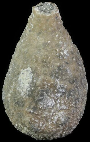 Cystoid (Holocystites) Fossil - Indiana #61955